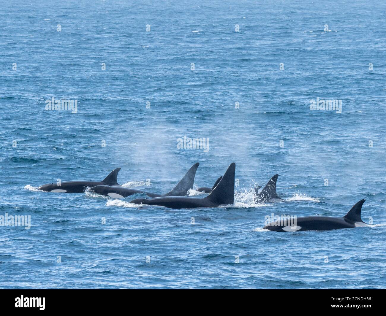 Un groupe de baleines à épaulard de type A (Orcinus orca), surmontée au large de la côte nord-ouest de la Géorgie du Sud, régions polaires Banque D'Images