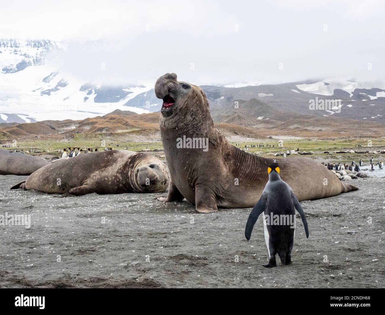 Taureau de phoque à éléphant du sud (Miraounga leoninar), qui pose un défi sur la plage de Gold Harbour, Géorgie du Sud, régions polaires Banque D'Images