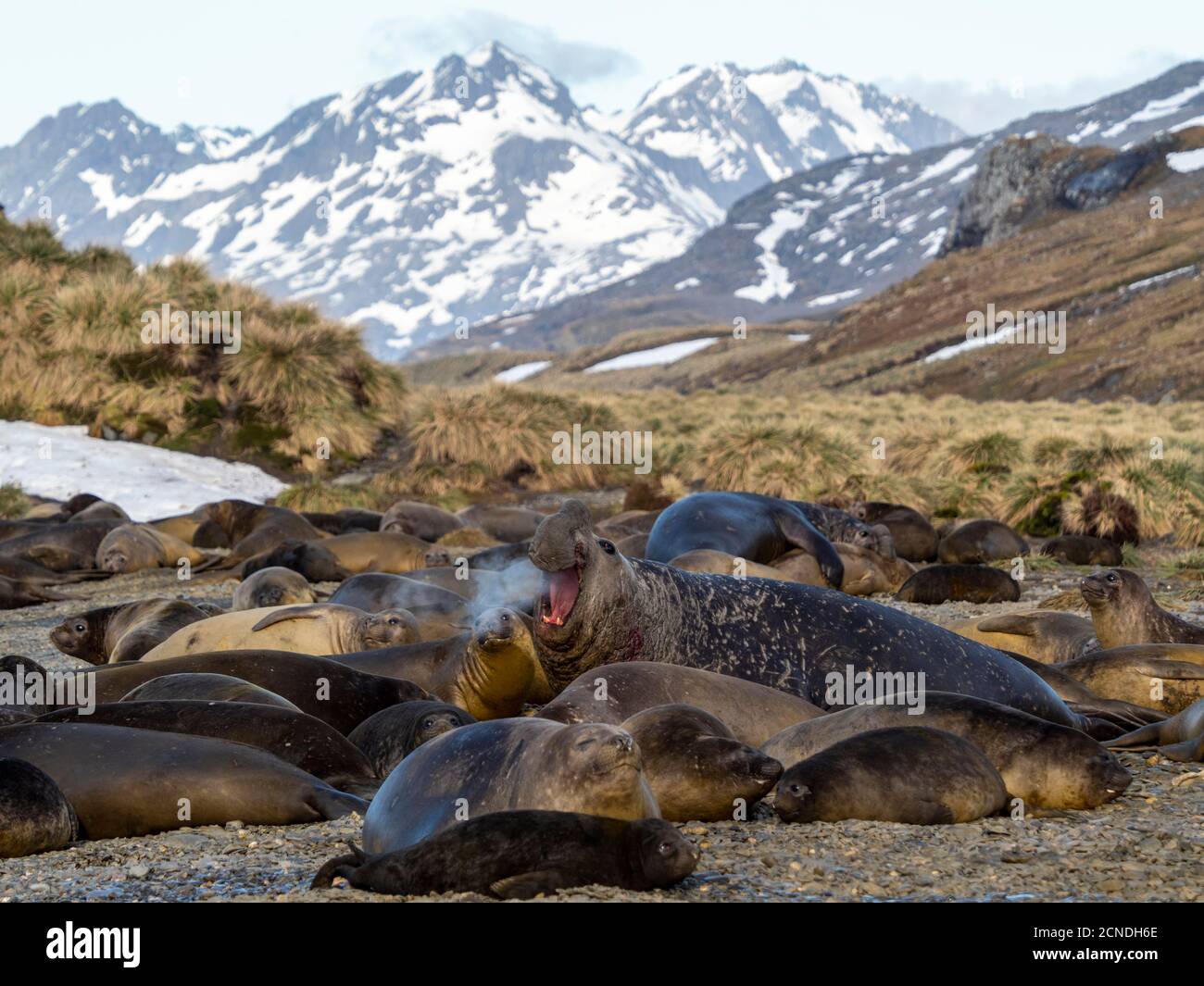 Taureau de phoque à éléphant du Sud (Mirounga leoninar), à la plage de reproduction de la baie King Haakon, Géorgie du Sud, régions polaires Banque D'Images Taureau de phoque à éléphant du Sud (Mirounga leoninar), à la plage de reproduction de la baie King Haakon, Géorgie du Sud, régions polaires Banque D'Images