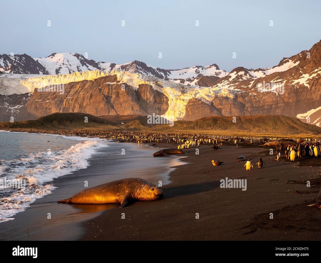 Taureau de phoque à éléphant du sud (Mirounga leoninar), sur la plage au lever du soleil à Gold Harbour, Géorgie du Sud, régions polaires Banque D'Images