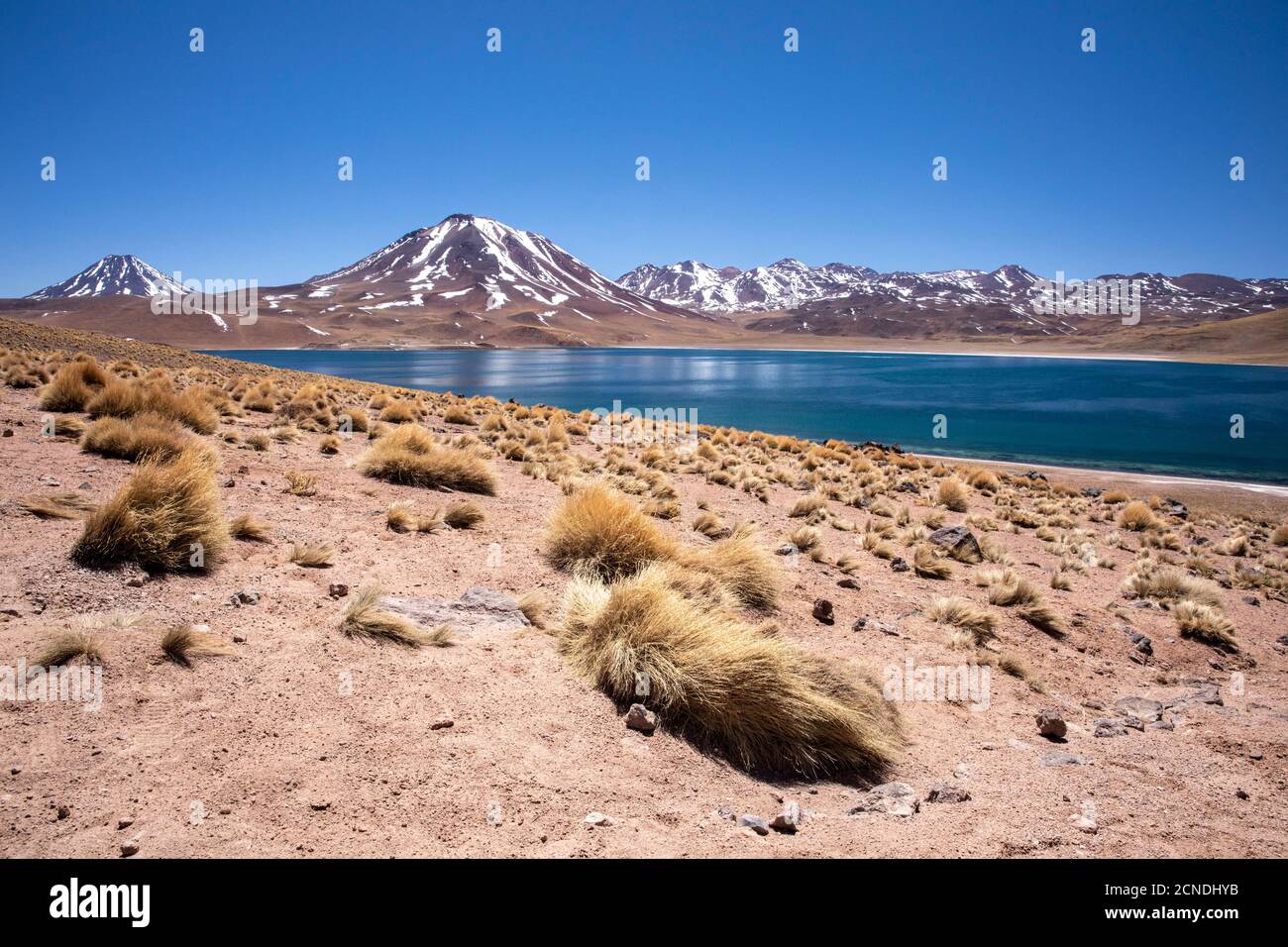 Laguna Miscanti, un lac saumâtre à une altitude de 4140 mètres dans la zone volcanique centrale andine, au Chili Banque D'Images Laguna Miscanti, un lac saumâtre à une altitude de 4140 mètres dans la zone volcanique centrale andine, au Chili Banque D'Images