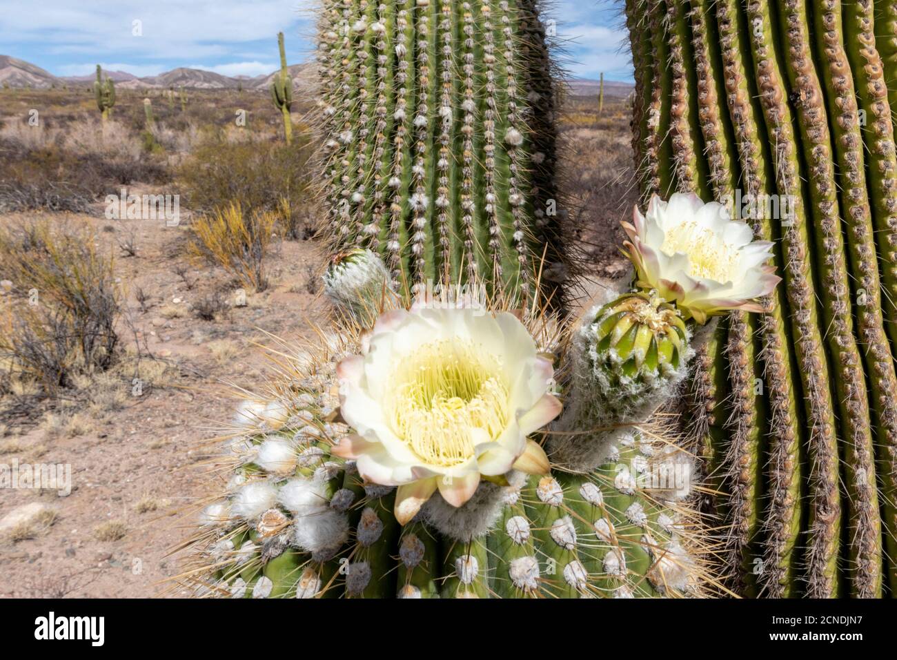 Cactus argentin saguaro (Echinopsis terscheckii) en fleur, parc national de Los Cardones, province de Salta, Argentine Banque D'Images
