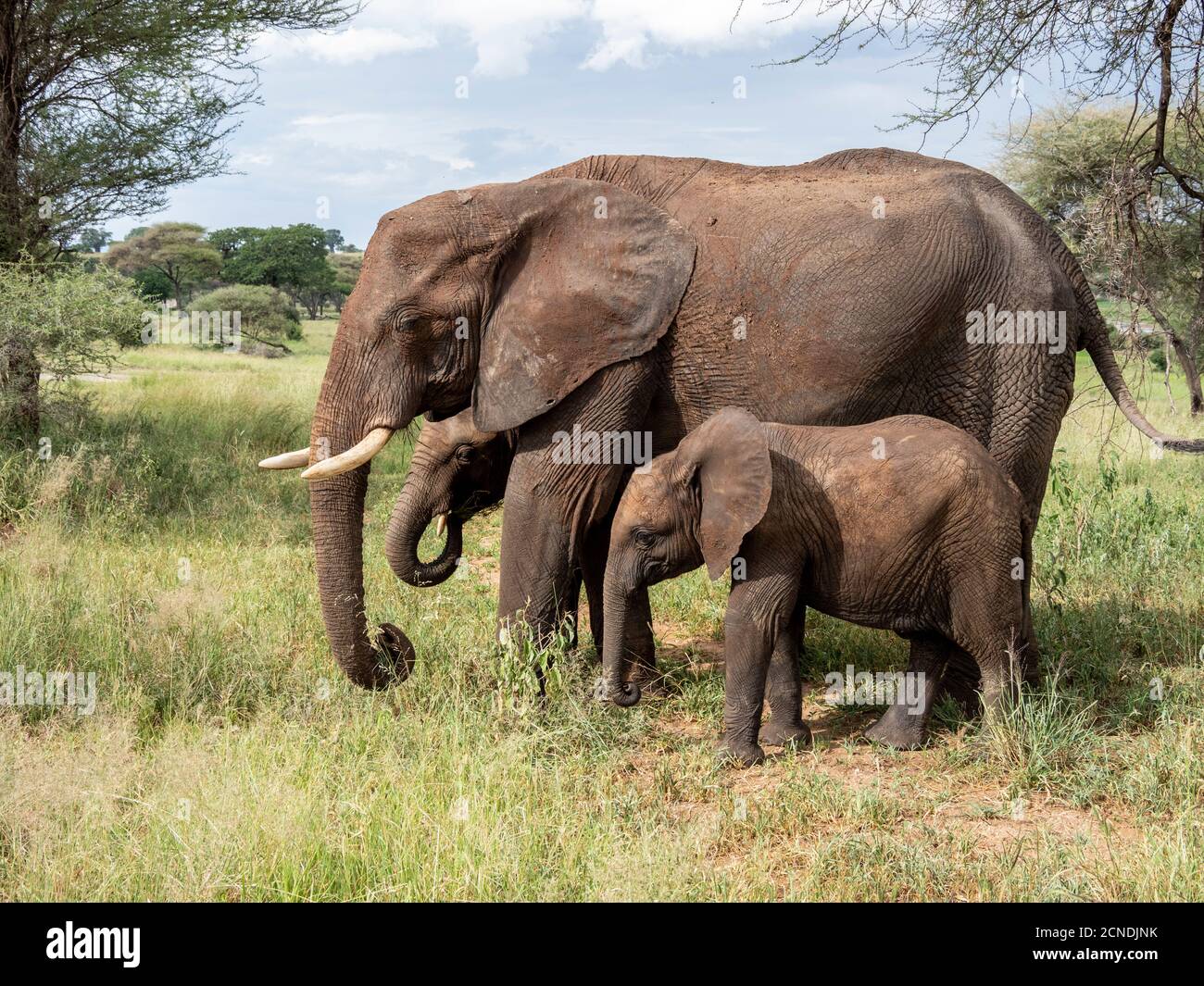 Éléphant d'Afrique du Bush (Loxodonta africana), mère et veaux, Parc national de Tarangire, Tanzanie, Afrique de l'est, Afrique Banque D'Images