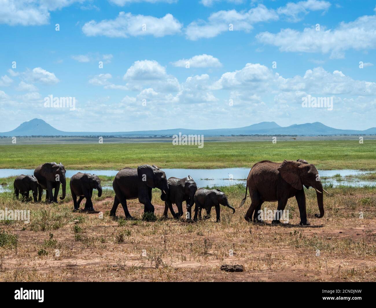 Un troupeau d'éléphants de brousse africains (Loxodonta africana), Parc national de Tarangire, Tanzanie, Afrique de l'est, Afrique Banque D'Images