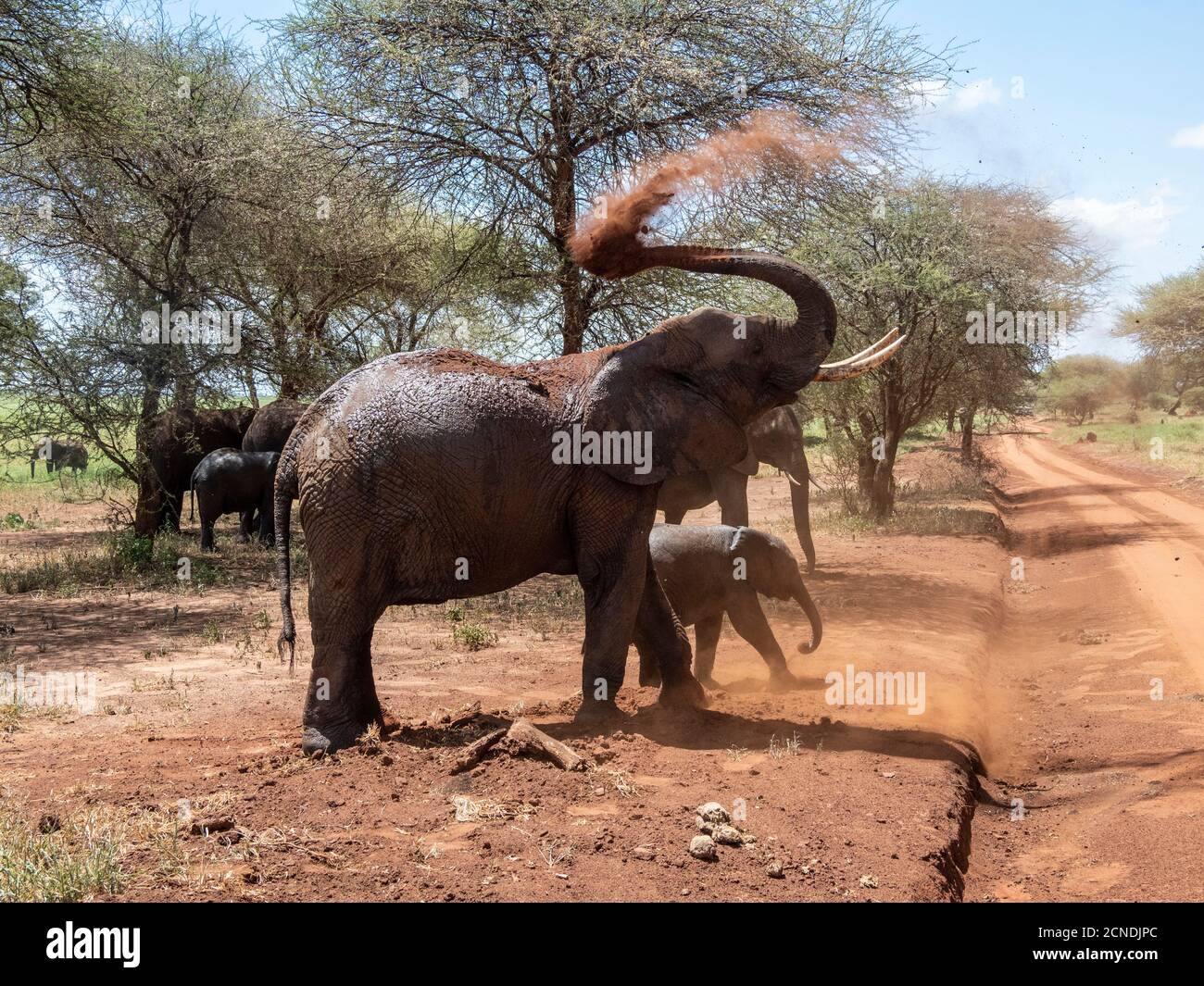 Les éléphants de brousse africains (Loxodonta africana), prenant un bain de poussière, Parc national de Tarangire, Tanzanie, Afrique de l'est, Afrique Banque D'Images