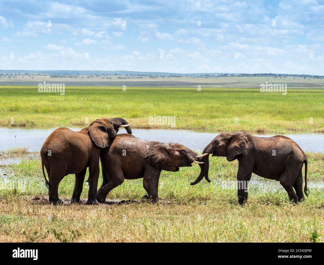 Jeunes éléphants de brousse africains (Loxodonta africana), jouant dans l'eau, Parc national de Tarangire, Tanzanie, Afrique de l'est, Afrique Banque D'Images