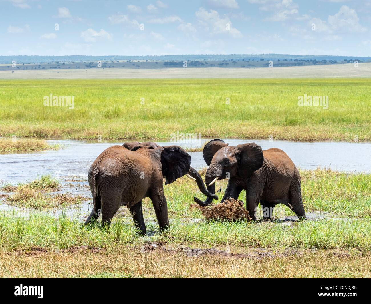 Jeunes éléphants de brousse africains (Loxodonta africana), jouant dans l'eau, Parc national de Tarangire, Tanzanie, Afrique de l'est, Afrique Banque D'Images