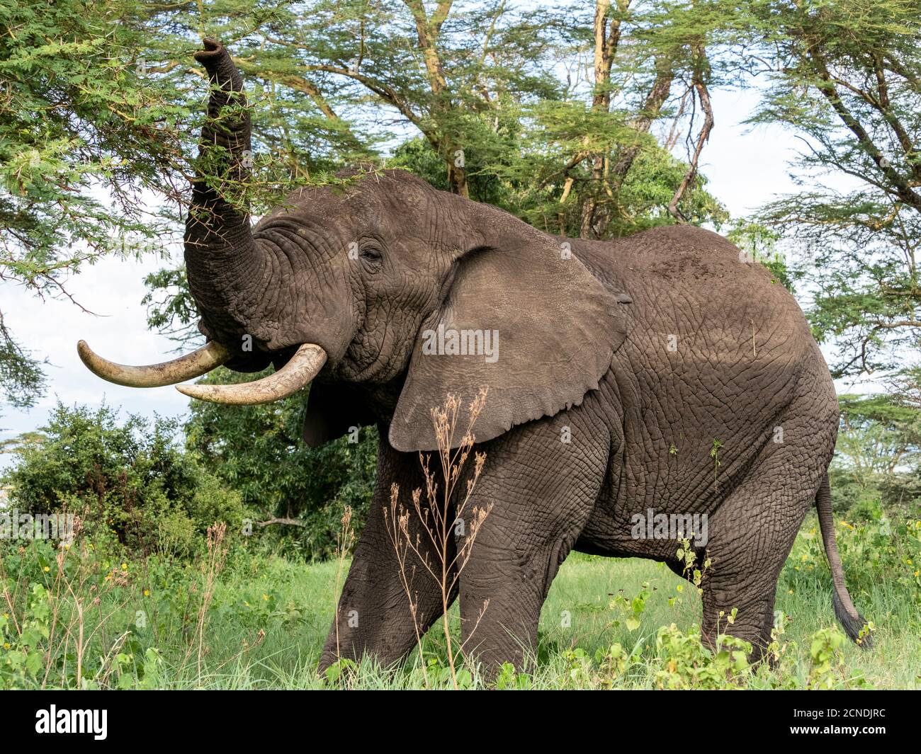 Éléphant de brousse africain (Loxodonta africana), se nourrissant à l'intérieur du cratère de Ngorongoro, Tanzanie, Afrique de l'est, Afrique Banque D'Images