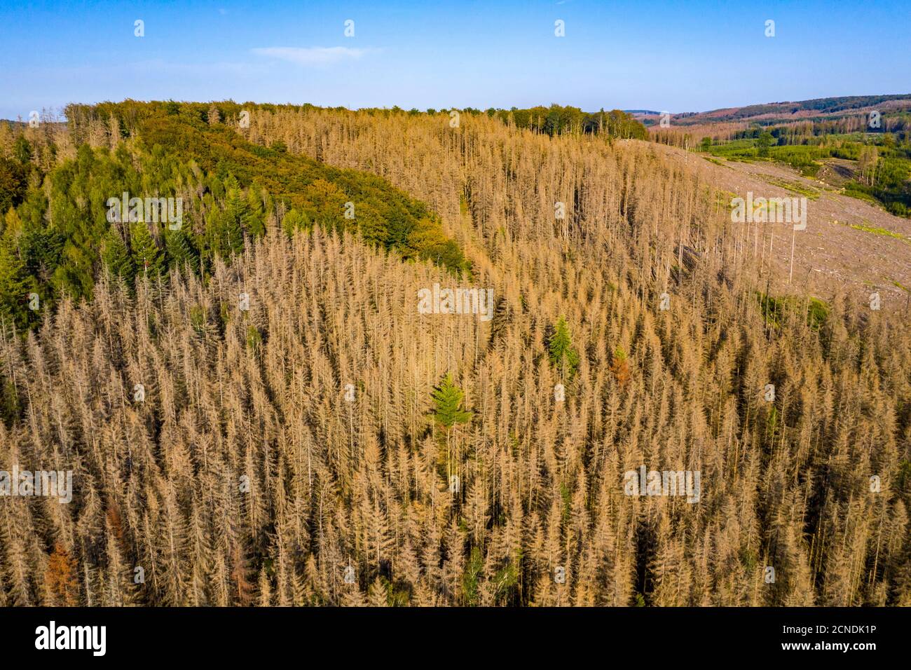 District de Sauerland, dépérissement des forêts, épinettes mortes, causées par le coléoptère de l'écorce, températures élevées, pénurie d'eau, changement climatique, NRW, Allemagne Banque D'Images