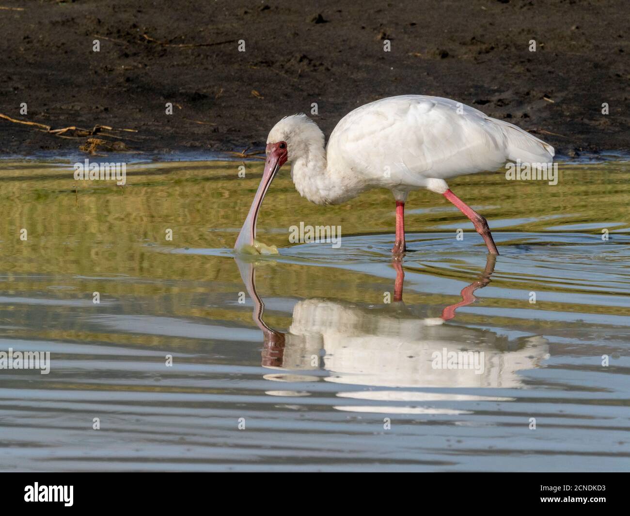 Un spaton africain adulte (Platalea alba), se nourrissant au cratère de Ngorongoro, Tanzanie, Afrique de l'est, Afrique Banque D'Images
