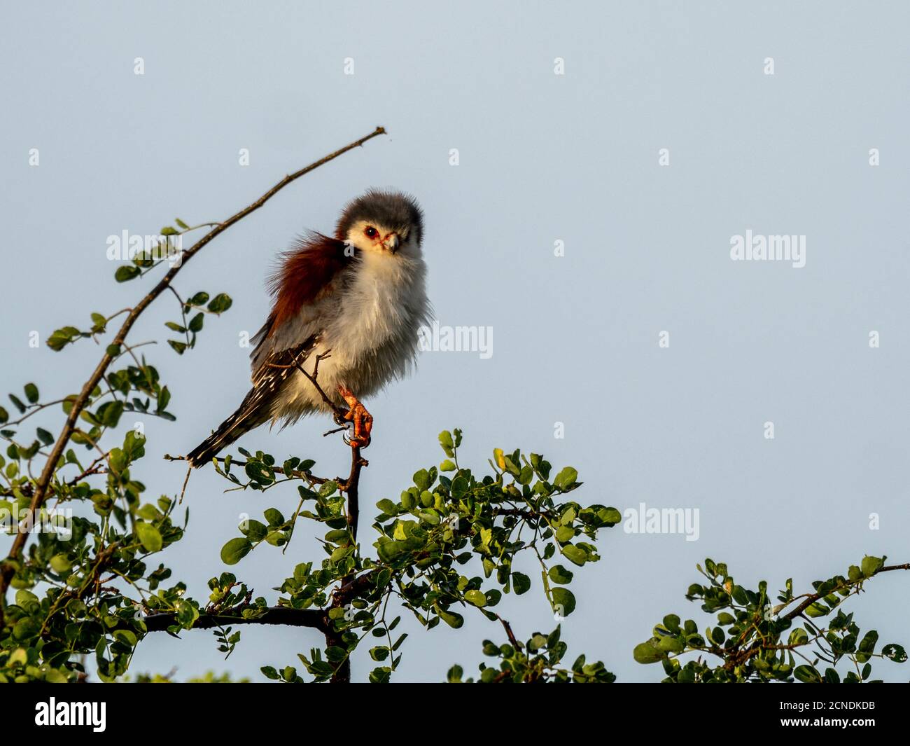 Un faucon pygmée africain adulte (Polihierax semitorquatus), Parc national de Tarangire, Tanzanie, Afrique de l'est, Afrique Banque D'Images