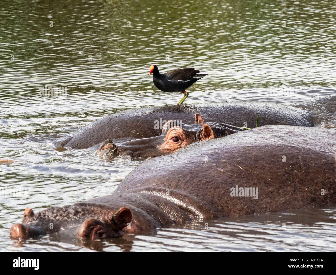 Un hippopotame adulte (Hippopotamus amphibius) avec un moorhen commun, Ngorongoro Crater, Tanzanie, Afrique de l'est, Afrique Banque D'Images