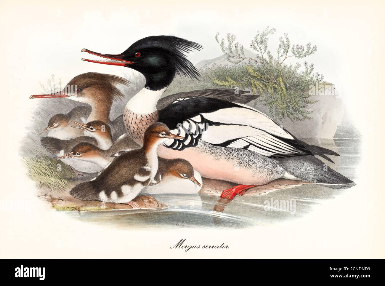 Famille d'oiseaux à bec dentelé Merganser à poitrine rouge (Mergus serrator) posant une vue de profil sur une rive d'étang avec des petits. Art par John Gould 1862-1873 Banque D'Images