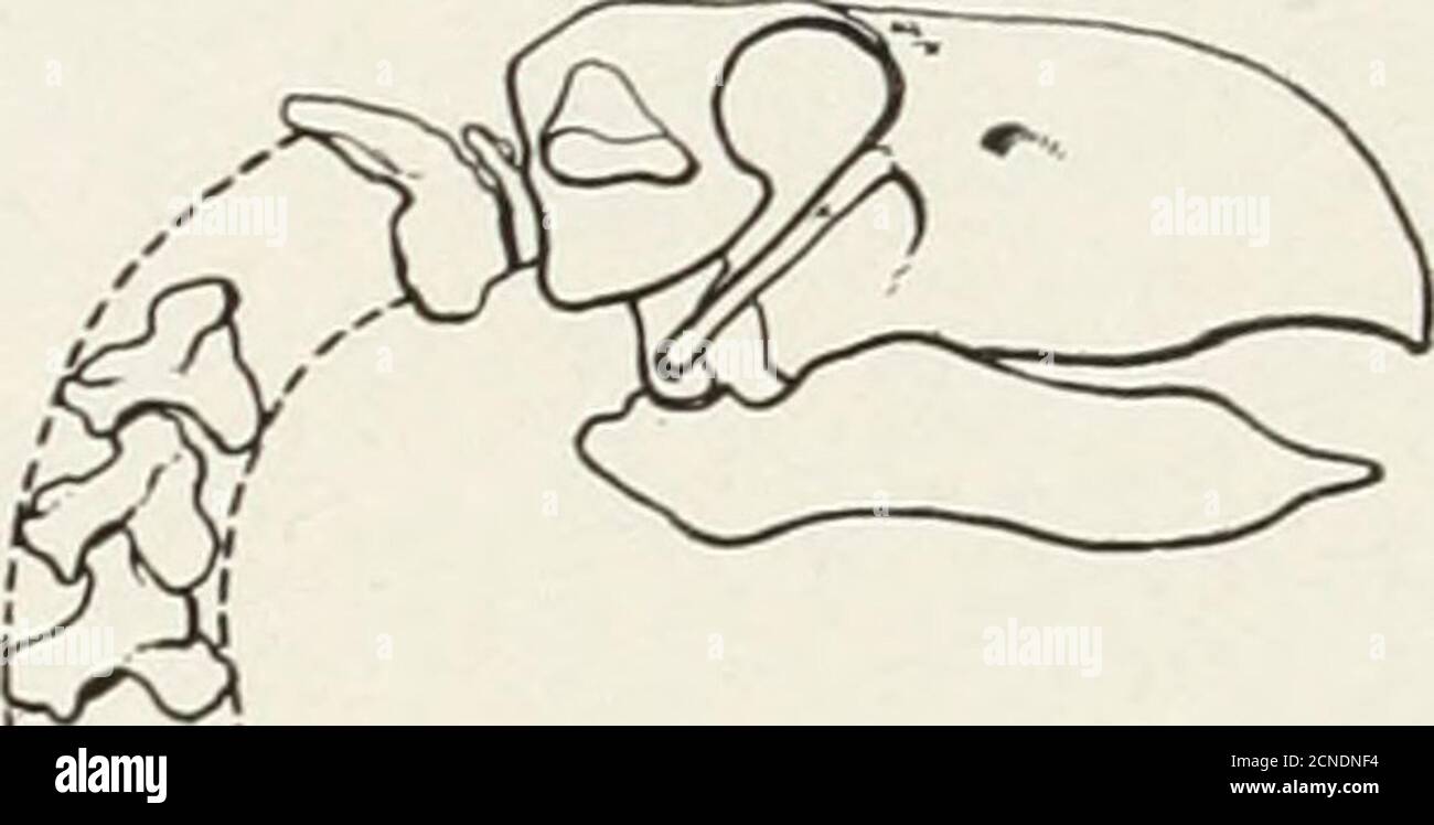 . Minerai d'oiseau . SQUELETTE RECONSTRUIT DE DIATRYMA STEINI.(gracieuseté du Musée américain d'Histoire naturelle) X , ■ ig6 Bird - Lore de près de 7 pieds de haut. Le cou massif a été surmonté par une grande tête 17 incheslong avec un puissant bec comprimé profond et de fortes mandibles inférieures. Les Thelegs ont été de longueur modérée et ont été bâties à l'état d'origine, mais les ailes ont été réduites à aposint où ils auraient pu être de mais peu d'usage pour l'oiseau, même en courant.parmi les oiseaux vivants, le Cassowary fournit le parallèle le plus proche dans la réduction d'aile. Diatryma n'a pas de proches parents vivants. Le propre South AmericanSeriema sh Banque D'Images