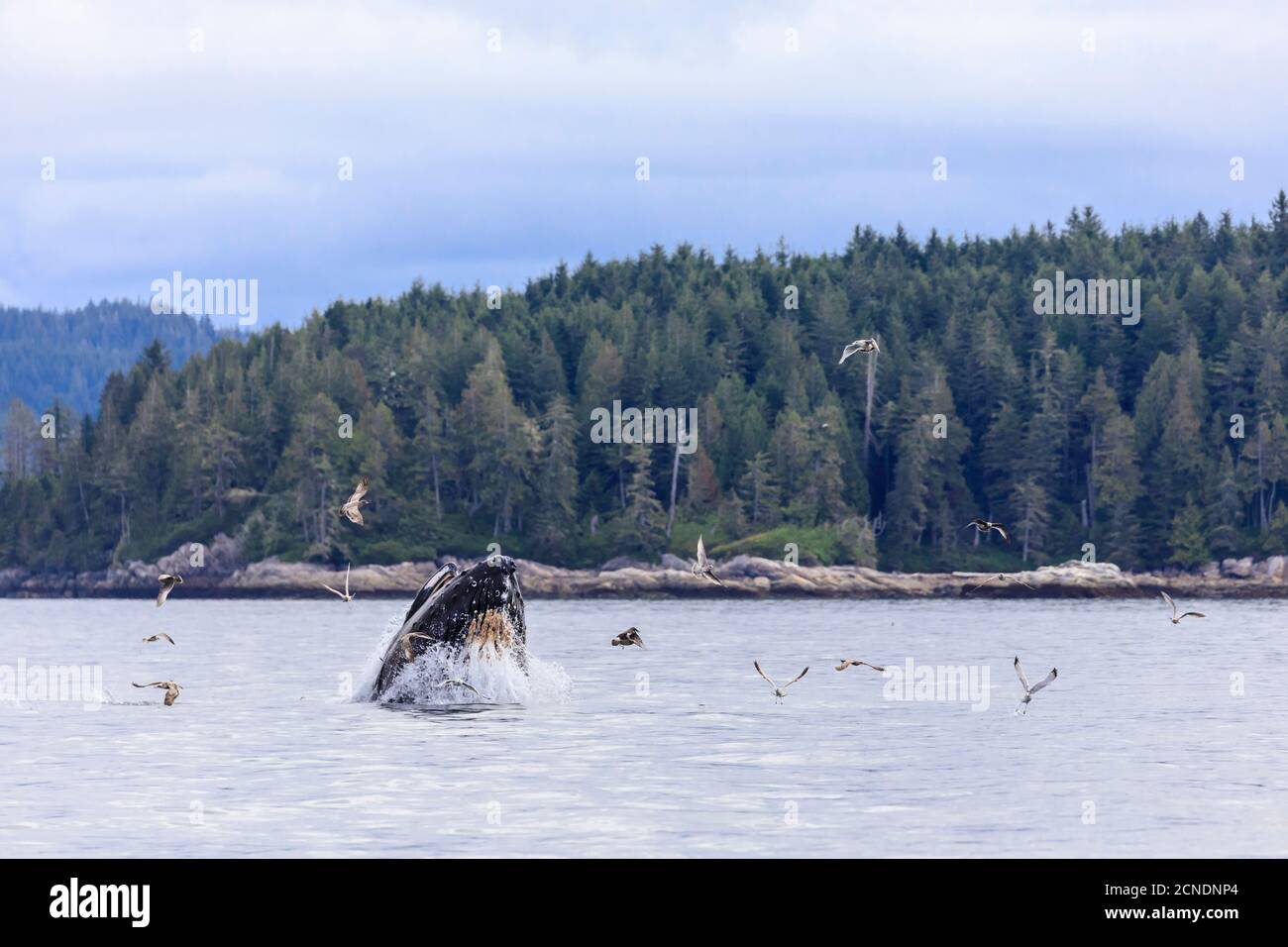 Baleine à bosse (Megaptera novaeangliae), se nourrissant à la surface, Alert Bay, passage intérieur, Colombie-Britannique, Canada Banque D'Images