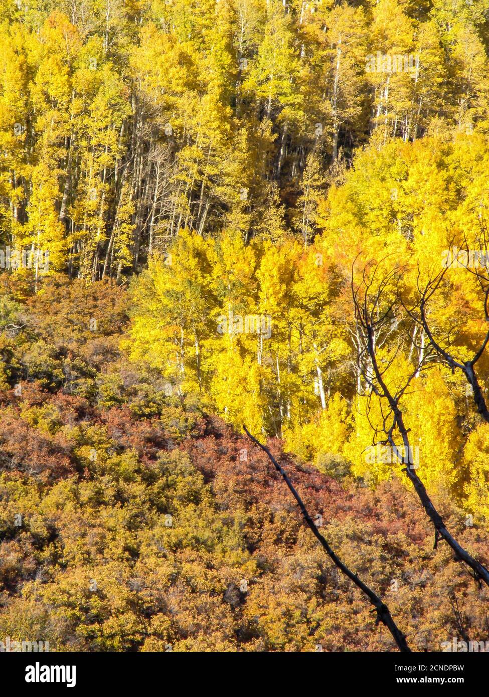 Une pente dans les montagnes de la Sal, Utah, États-Unis, couverte en quaching Aspen (Populus tremuloides) et Scrub Oak (Quercus Gambelli) dans les couleurs vives de l'automne Banque D'Images