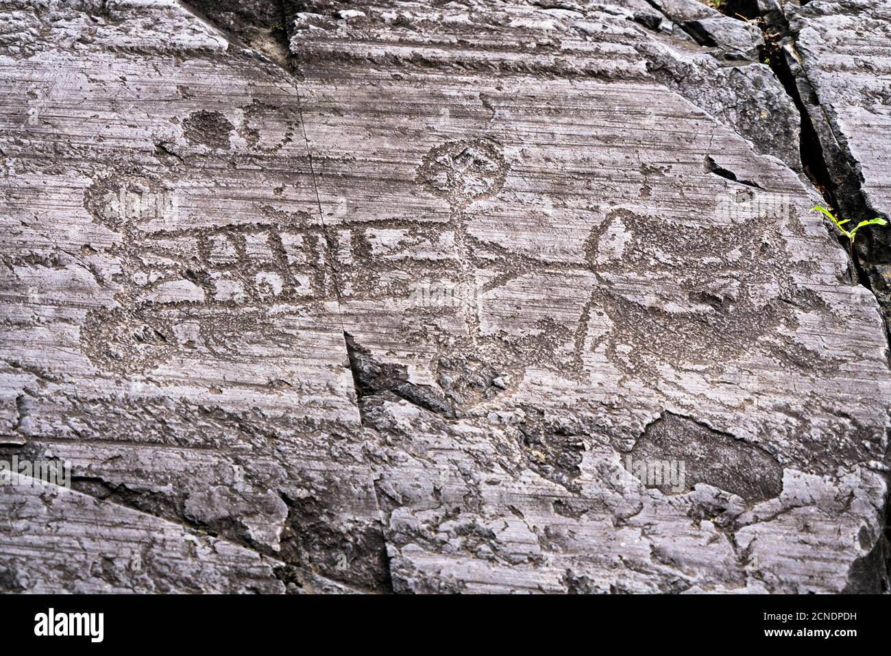 Gravure en pierre d'un chariot à quatre roues tiré par oxen, parc national de Naquane, Capo di Ponte, Valcamonica Banque D'Images