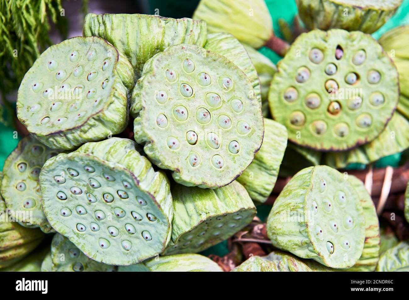 Une vue rapprochée isolée d'une pile de têtes de graines de lotus vertes de nénuphars à vendre au marché de Klong Toey à Bangkok, en Thaïlande, en Asie Banque D'Images