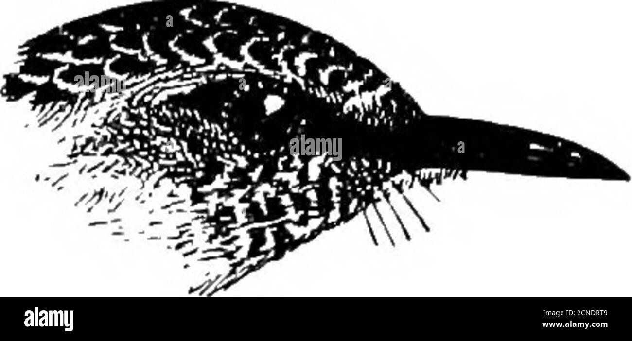 . Oiseaux .. . espèces complètes. Nidification. Exactement comme celle de ^githina tiphia. Vingt-quatre œufs prélevés par Barnes, Kemp et General Betham Measure17-1X 13-1 mm. Habitudes. Tliose de tout le reste du genre. Genre MYZORNIS Hodgson, 1843. Le genre Myzornig contient une espèce de plumage vert brillant, un habitant des parties supérieures de l'Himalaya. MYZOUNIS. 345 111 Mifzornis le projet de loi est mince et presque aussi long iis la tête,(listinctiy entaillé, avec les cculmen légèrement incurvés ; le nostrilsai-e longitudinal et couvert par une membrane ; la rictal soilesaie faible ; la tête n'est pas crevée Banque D'Images