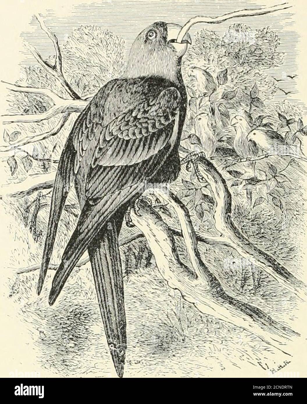 . Les oiseaux de l'Illinois et du Wisconsin . stragglerssont occasionnellement pris dans le sud du Missouri et du Kansas; apparatlyfast devenant éteints. Adidt: Front et joues, orange rougeâtre profond, reste de la tête et du cou, jaune; coude de l'aile et du tibia, jaune, teinté d'orange; reste de plumage, vert; vert clair sous les parties; bandes extérieures des primaires, vert, jaunâtre aux bases; bandes intérieures, marron foncé; dessus de plumes de queue, vert, avec tiges brunes. Les oiseaux immatures ont l'orange sur le visage et le front, mais le reste de la tête est vert, au lieu du jaune, et il n'y a pas de jaune ou o Banque D'Images