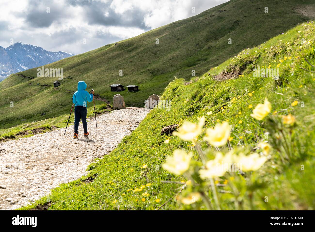 Mignon enfant avec des bâtons de randonnée pédestre sur le sentier autour du groupe Sassolungo, Dolomites, Trentin-Haut-Adige, Italie, Europe Banque D'Images