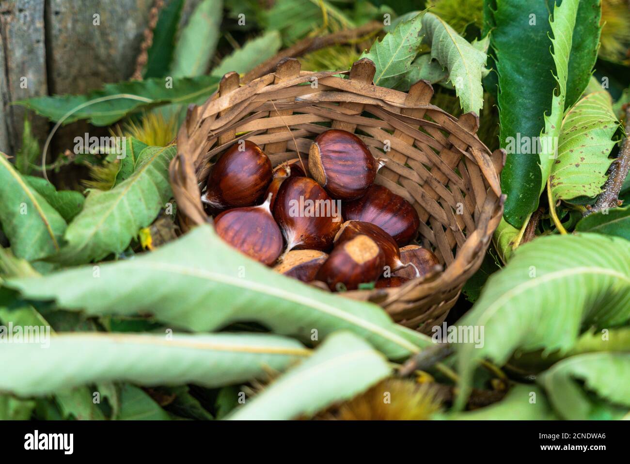 Châtaignes récoltées dans un panier de paille, Valtellina, province de Sondrio, Lombardie, Italie, Europe Banque D'Images