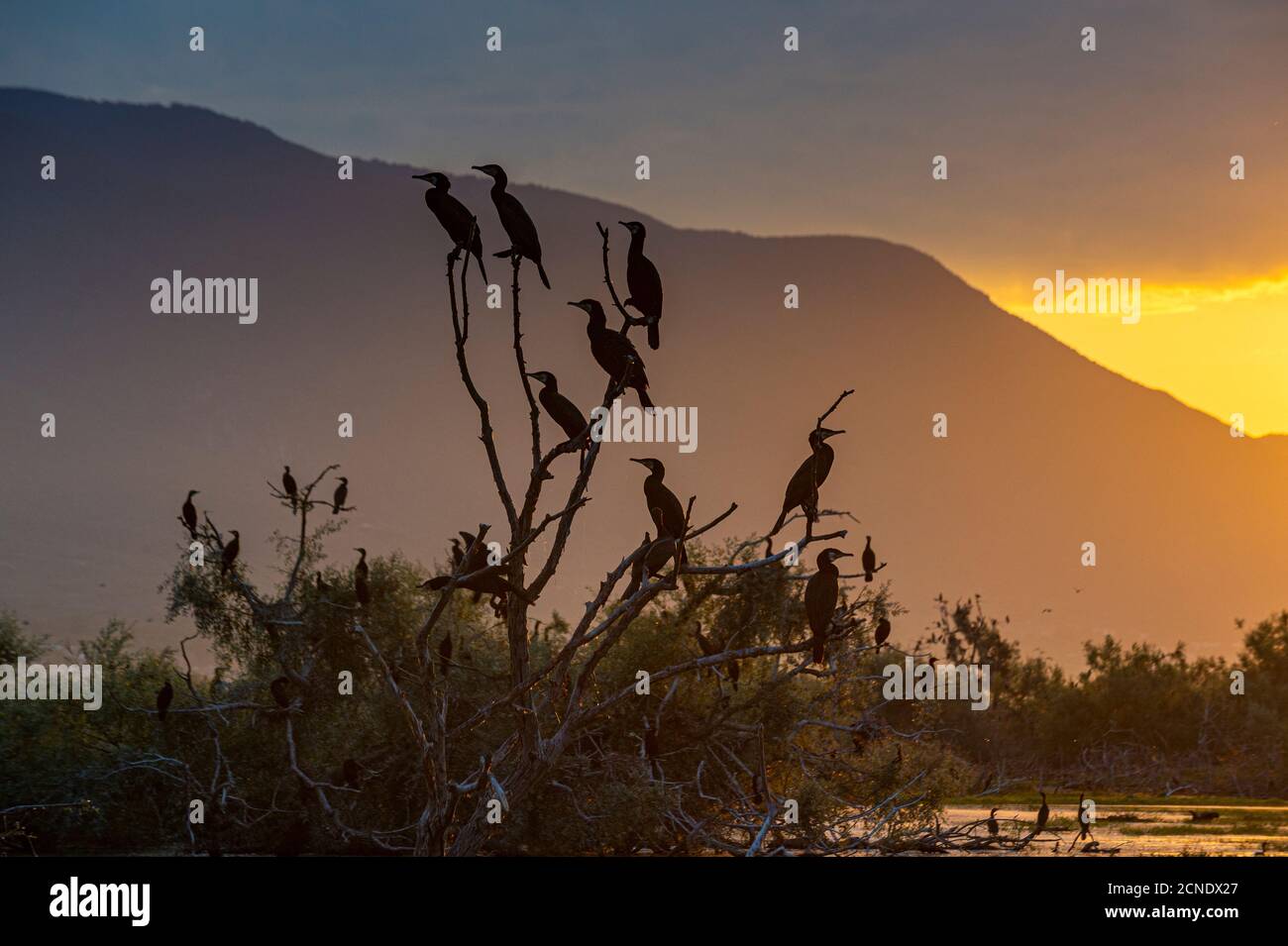 Cormorans (Phalacrocoracidae) assis dans un arbre au lever du soleil, lac Kerkini, Macédoine, Grèce, Europe Banque D'Images