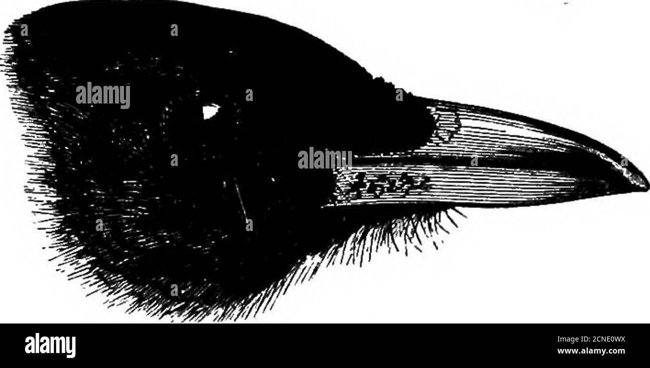 . Oiseaux .. . Inn Cachemire, se reproduisant généralement dans les falaises, mais, inTibet, fréquemment dans les maisons et les bâtiments tibétains whetherheroccupé ou pas. Ce sont des éleveurs précoces, qui pontent à la fin de mars et d'avril et qui ont souvent une deuxième couvée. Les oeufs ressemblent à ceux de l'oiseau anglais, mais beaucoup plus terne et plus brunnishin teinte et ils sont en moyenne beaucoup plus grand, 41-7 x 284 mm. Against40-7x279 mm. Whymper a pris ses oeufs à la fin d'avril inGarhwal à 9,000 et 12,400 pieds. Les nids étaient de stickswith laine Doublure, placé dans des clefts de roches. 70 COETID^. Habitudes. Tlie EED-Bleed Chough est trouvé en été jusqu'à 1 Banque D'Images . Oiseaux .. . Inn Cachemire, se reproduisant généralement dans les falaises, mais, inTibet, fréquemment dans les maisons et les bâtiments tibétains whetherheroccupé ou pas. Ce sont des éleveurs précoces, qui pontent à la fin de mars et d'avril et qui ont souvent une deuxième couvée. Les oeufs ressemblent à ceux de l'oiseau anglais, mais beaucoup plus terne et plus brunnishin teinte et ils sont en moyenne beaucoup plus grand, 41-7 x 284 mm. Against40-7x279 mm. Whymper a pris ses oeufs à la fin d'avril inGarhwal à 9,000 et 12,400 pieds. Les nids étaient de stickswith laine Doublure, placé dans des clefts de roches. 70 COETID^. Habitudes. Tlie EED-Bleed Chough est trouvé en été jusqu'à 1 Banque D'Images