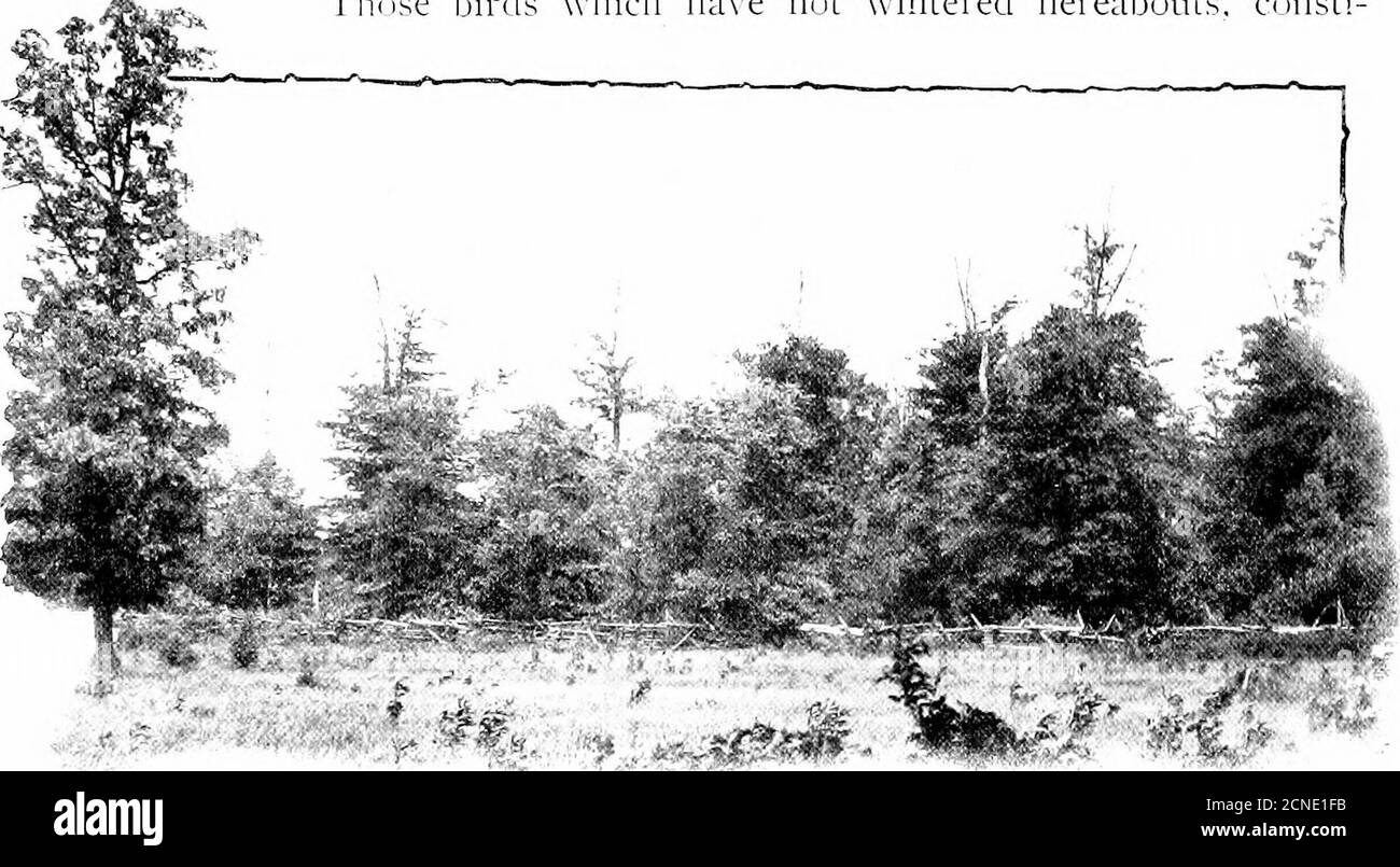 . Les oiseaux de l'Ohio; une description scientifique et populaire complète des 320 espèces d'oiseaux trouvées dans l'État . ed sur le sol; Mouches, guêpes, et toutes sortes d'insectes pris en plein air, avec toutes les compétences, si pas tout à fait la grâce, de la mouche- 354 LE PIC À TÊTE ROUGE. Les attrape; outre les fruits et les baies des sortes de manv, y compris les cerises, les pommes et les poires, et en automne et en hiver les noix et les glands de hêtre. Ce prix varié n'a pas eu recours à la simple compulsion, mais il est recherché avec avidité; ainsi thaiit n'est pas étonnant que l'oiseau prospère dans n'importe quelle situation. Si oui ou non les Woodpeckers Wil Banque D'Images