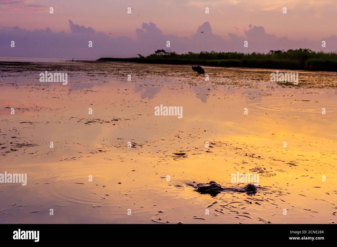 Alligator Alley abrite tant d'alligators qu'il est impossible de ne pas en apercevoir un, Louisiane, États-Unis d'Amérique Banque D'Images Alligator Alley abrite tant d'alligators qu'il est impossible de ne pas en apercevoir un, Louisiane, États-Unis d'Amérique Banque D'Images