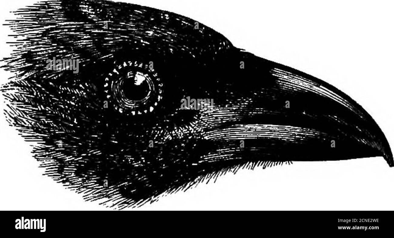 . Oiseaux .. . il vrai Magpies.leur nourriture se compose à la fois de fruits et d'insectes. La clé de l'espèce, A. queue cendrée noire sur la moitié terminale, a. Crosu Brown, abdomen rufous 2). nifa, p. 48. h. Couronne noire, abdomen et cou postérieur yhite D, hueogastra, p. 51. c. Noir de la couronne, abdomen et cou postérieur, ashy J), sinensis, p. 52. B. queue noire. d. Pas de tache blanche sur aile J), frontalis, p. 64. e. Avec une aile blanche J), haykyyi, p. 55. 48 COKTIDJE. Dendrocitta. Cette espèce s'étend sur une zone très large et, comme on pouvait s'y attendre, varie considérablement dans les portions difEerentes de son aire de répartition, en fonction de leurs variations Banque D'Images