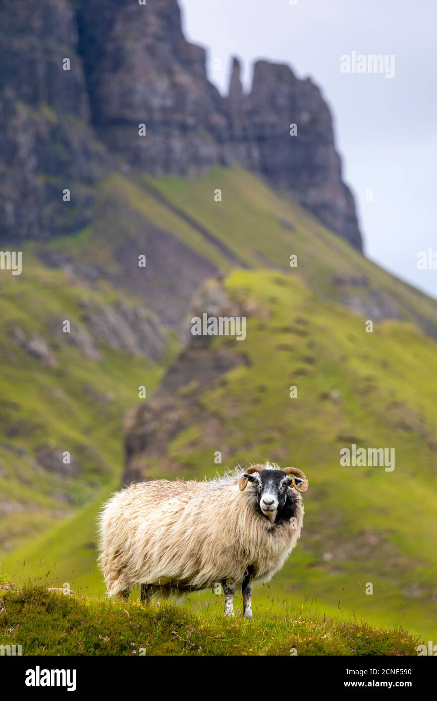 RAM Sheep (Ovis aries), le Quiraing, île de Skye, Hébrides intérieures, Highlands et îles, Écosse, Royaume-Uni, Europe Banque D'Images