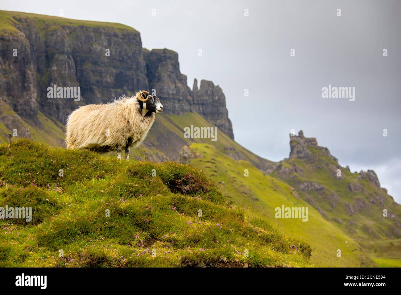 RAM Sheep (Ovis aries), le Quiraing, île de Skye, Hébrides intérieures, Highlands et îles, Écosse, Royaume-Uni, Europe Banque D'Images