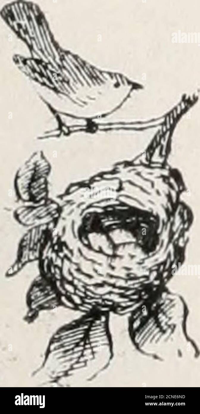 . Le livre d'oiseaux : illustrant en couleurs naturelles plus de sept cents oiseaux nord-américains; aussi plusieurs centaines de photographies de leurs nids et de leurs oeufs . 632a. Stephens Vireo. Vireo huttoni stephensi. Aire de répartition.—le nord-ouest du Mexique et la frontière des États-Unis. Cette variété, qui est plus jaunâtre que la dernière, semble être plutôt un-commun, mais dans la mesure où je peux apprendre ses habitudes et la nidification ne diffèrent pas de la vosedes autres Vireos; les oeufs sont blancs, tachetés de brun. Taille 0,70 x 50.. 632c. Anthonys Vireo. Vireo huttoni obscurus. Aire de répartition.—côte Pacifique de l'Oregon (et Cal. En hiver Banque D'Images