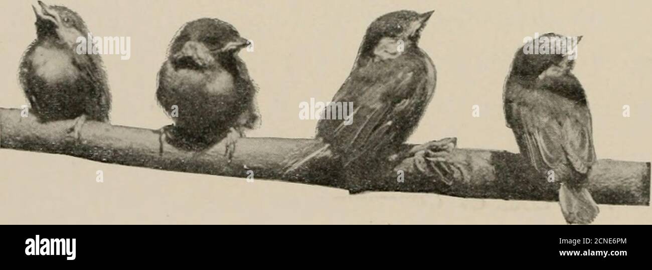 . Maisons d'oiseaux : les nids, les oeufs et les habitudes de reproduction des oiseaux terrestres qui se reproduisent dans l'est des États-Unis ; avec des conseils sur l'élevage et la photographie des jeunes oiseaux . s Nest femelle Indigo-oiseau nourrissant son jeune Indigo-oiseaux Nest attaché aux tiges verticales Nest de Scarlet Tanager dans Apple-Tree, Neuf pieds du sol... Nest de l'oiseau-cèdre (couleur) .Nest de la Paruline jaune dans Elder Bush, à cinq pieds du sol Nest et oeufs de la Paruline à flancs de châtaignier dans Azalea deux pieds du sol .... Brood of Young Chats Yellow-breasted Chats Nest (couleur) .Catbirds Nest, with Young 120130130130132 Banque D'Images