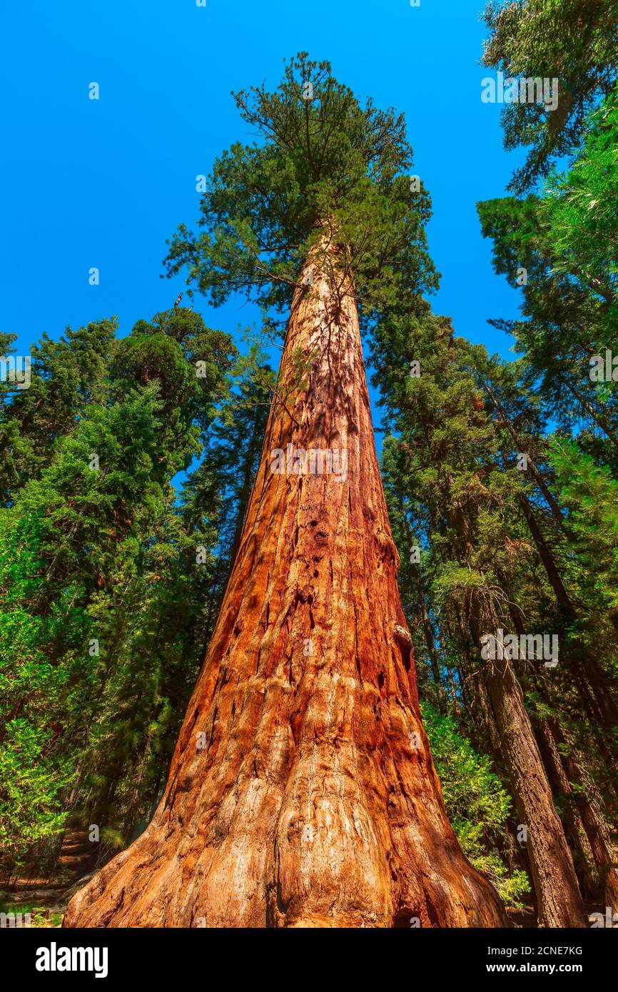 Gros plan de séquoia dans le parc national de Sequoia et Kings Canyon dans la Sierra Nevada en Californie, États-Unis d'Amérique Banque D'Images