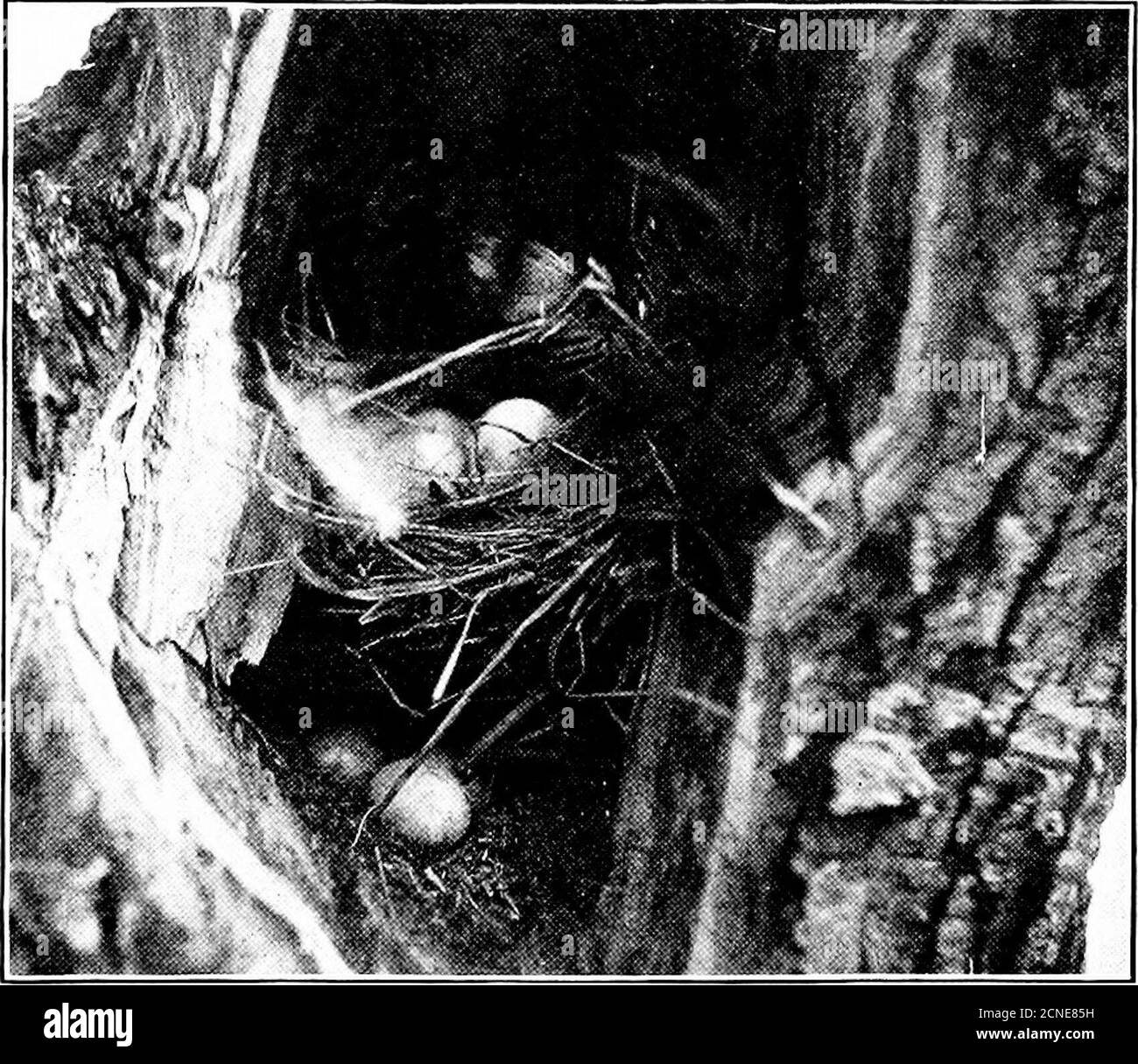 . Les oiseaux de l'Ohio; une description scientifique et populaire complète des 320 espèces d'oiseaux trouvés dans l'État . e et la boîte a été prise par un paire de Martins. Le vieux nid a été effectué et les nouveaux arrivants étaient thor-oughly installés dans leurs cjuarters, quand les oiseaux bleus sont retournés (probablement la paire de thesame qui hadautrefois occupiedla boîte), et atonce commenceddéchirant le nid d'In-truders. Buthey ont été découverts et apitrés bataille en-sued, les Blue-Birds se retirant comme ifvains. Thisprocedure a été re-peated severalmatidays et atingdules jours. Quand, tôt un morn-ing, étant awak-en Banque D'Images