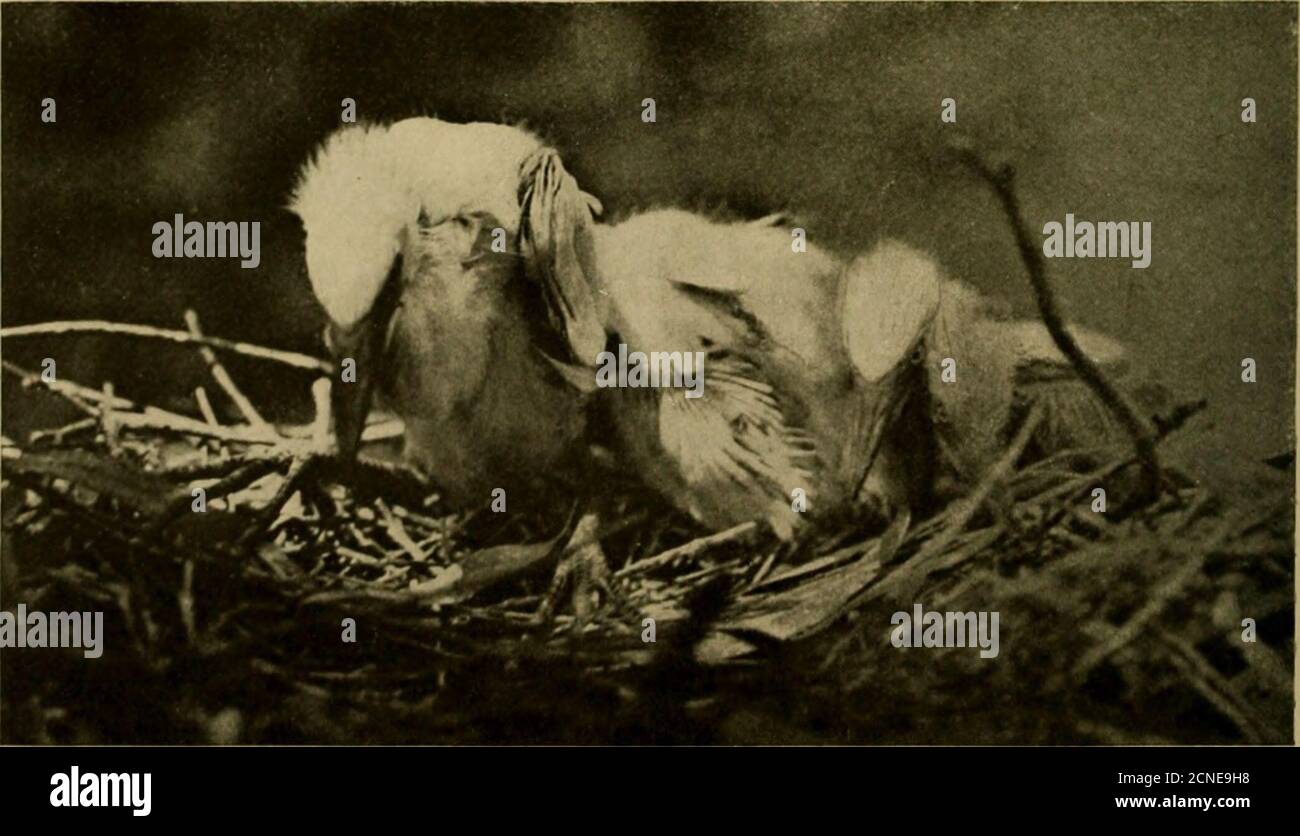 . Orée d'oiseau . couvées eral des deux espèces qui s'étaient imbriquées ensemble dans le même arbre. Ils avaient evidentlysmeet une compagnie d'autres, parce que tout le reste des oisillons ont expiré par manque de nourriture, leurs parents ayant été abattus par les chasseurs de panache, ou, plutôt, les pleureurs. Une histoire horrible est donnée par M. William L. Finley, Northwest FieldAgent de la National Association of Audubon Societies, après qu'il ait exploré la région au sujet du lac Malheur, Oregon, où des milliers de WhiteHerons se sont élevés, mais maintenant aucun n'est trouvé, tous absolument exterminés chasseur de bypanache Banque D'Images