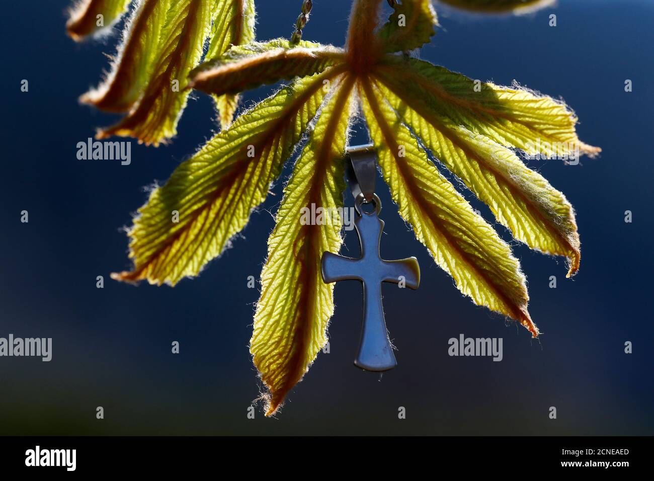 Feuille De Chataignier Banque D Image Et Photos Alamy