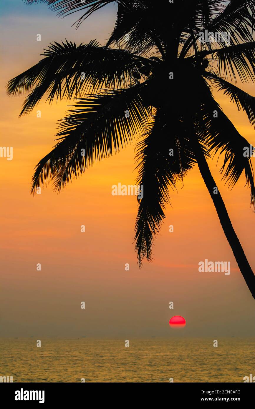 Palmier penché au coucher du soleil sur la belle plage préservée de Kizhunna, au sud de Kannur sur la côte nord de l'État, Kannur, Kerala, Inde, Asie Banque D'Images