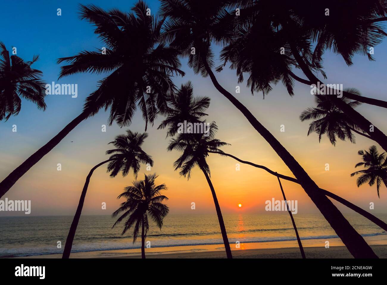 Penchée de palmiers au coucher du soleil sur la belle plage préservée de Kizhunna, au sud de Kannur sur la côte nord de l'État, Kannur, Kerala, Inde, Asie Banque D'Images