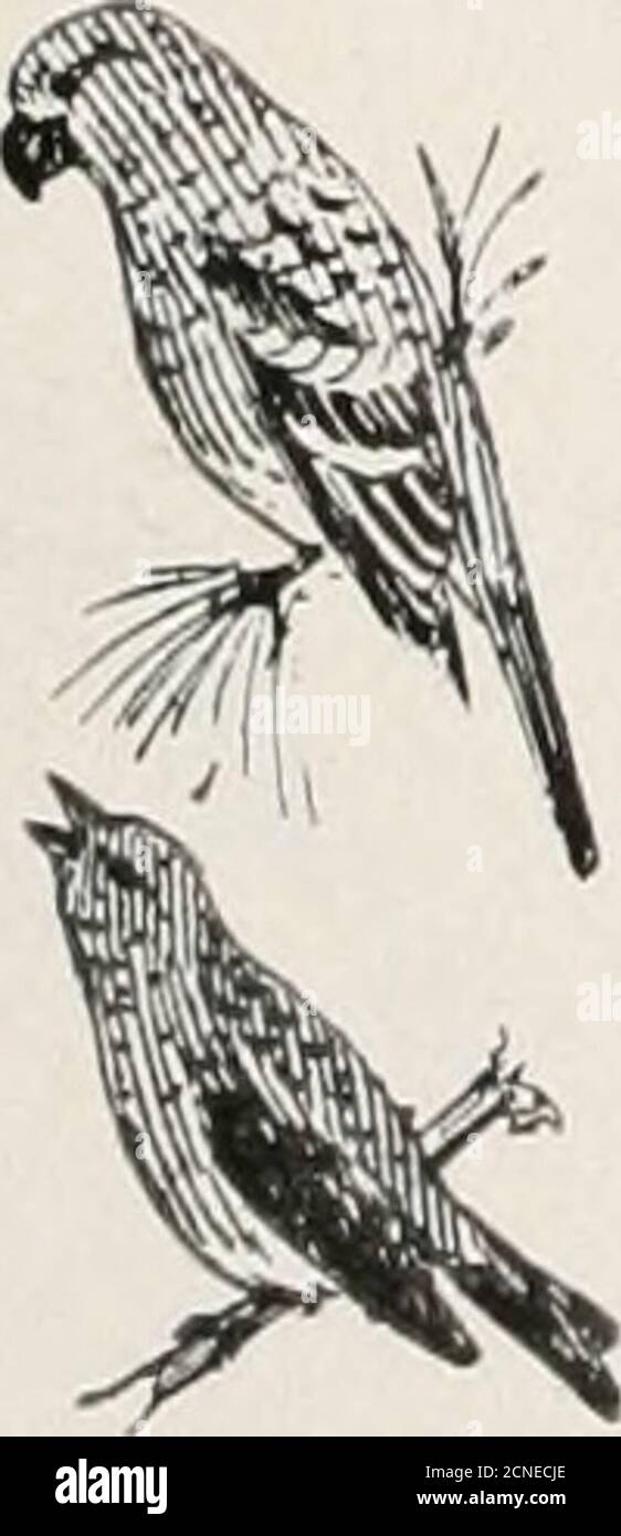 . Le livre d'oiseaux : illustrant en couleurs naturelles plus de sept cents oiseaux nord-américains; aussi plusieurs centaines de photographies de leurs nids et de leurs oeufs . Blanc. 570. Arizona Junco. Junco phceonotus palliatus. Aire de répartition.—montagnes de l'ouest du Mexique, du nord au sud de l'Arizona. Semblable à l'espèce précédente, mais le noirâtre de la mandibule supérieure et la gorge de la rayonne ombragées de façon insensible dans les sous-parties blanches grisâtres. Ils sont abondants dans les gammes supérieures de l'Arizona du Sud, où ils se reproduisent, plaqueleurs nids sur le sol dans des endroits similaires à ceux choisis par d'autres Juncos; les trois ou quatre oeufs Banque D'Images