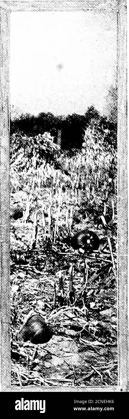 . Les oiseaux de l'Ohio; une description scientifique et populaire complète des 320 espèces d'oiseaux trouvés dans l'État . Photo par t!u auteur. OÙ JUNCO DORT. Eh bien, ils n'ont vraiment pas eu peur tout à fait hors de leur temps, et ils ont eu beaucoup de temps pour rentrer au lit après que nous étions partis. En outre, la variété est l'épice de la vie—e^en (si un Snowbirds. Mais les garçons ! Dites, Jones, quel âge avez-vous, de toute façon ? Lorsque les premiers jours chauds de mars font monter les Bluebirds et les Robins, les Juncoes reçoivent la fièvre printanière. Mais ils ne se précipitent pas vers des graes laboures prématurées dans le nord encore enneigé. La société est à l'avant-première Banque D'Images