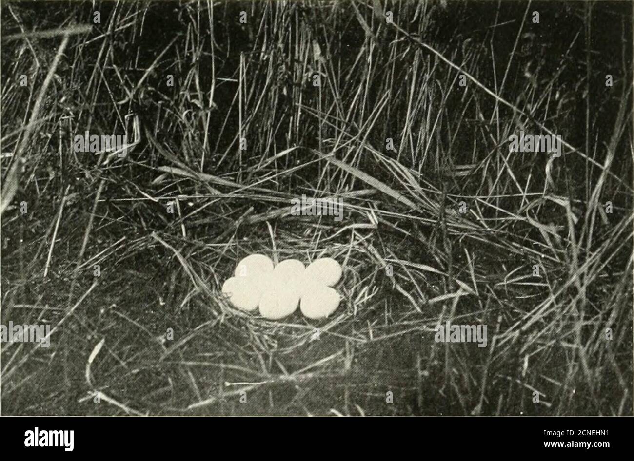 . Orée d'oiseau . ORM. Les observations couvrant une douzaine de nids, et étendues sur l'aperiod embrassant la première ponte et un stade plutôt avancé d'incubation, ont donné, à la suite d'un calcul prudent, les données de mai 10-16 comme celles à l'intérieur desquelles (sauf les ensembles manifestement labelés)les premiers oeufs sont invariablement pondus,— Cela pendant quatre saisons, érlye et tard, ce qui fait qu'il est assez clair que les Hawks de Marsh ne restent pas avant le temps. Probablement le Hawk mâle ne nourrit pas son compagnon pendant la période d'incubation, puisque les deux partagent les fonctions à la maison de la saison. Mais il serait plus intéressant d'apprendre comment longpe Banque D'Images