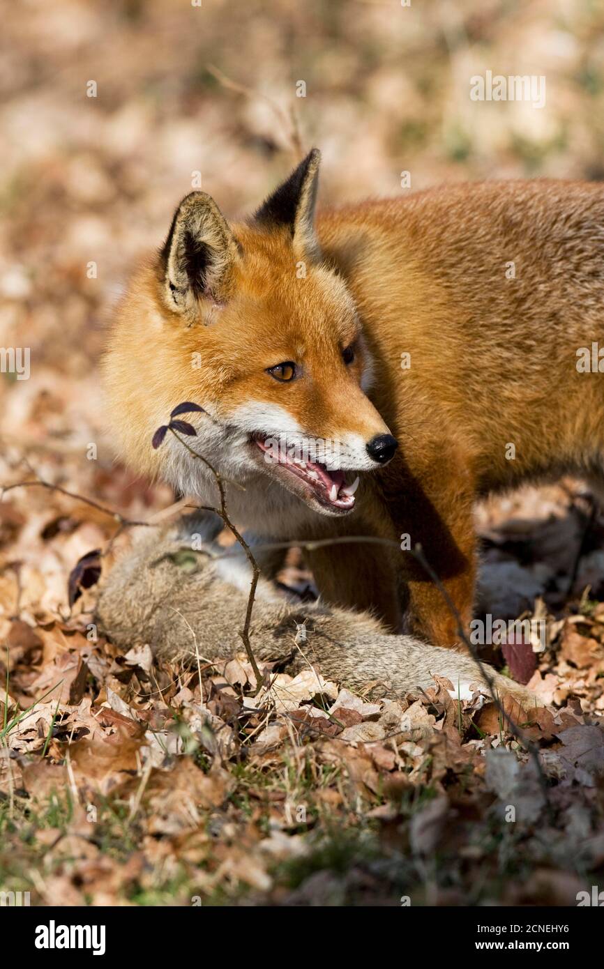 Le renard roux, Vulpes vulpes, homme chasse lapin sauvage, Normandie Banque D'Images