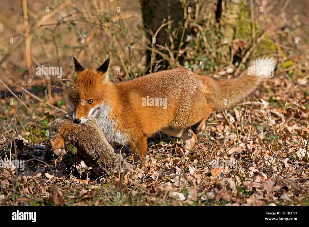Le renard roux, Vulpes vulpes, homme chasse lapin sauvage, Normandie Banque D'Images