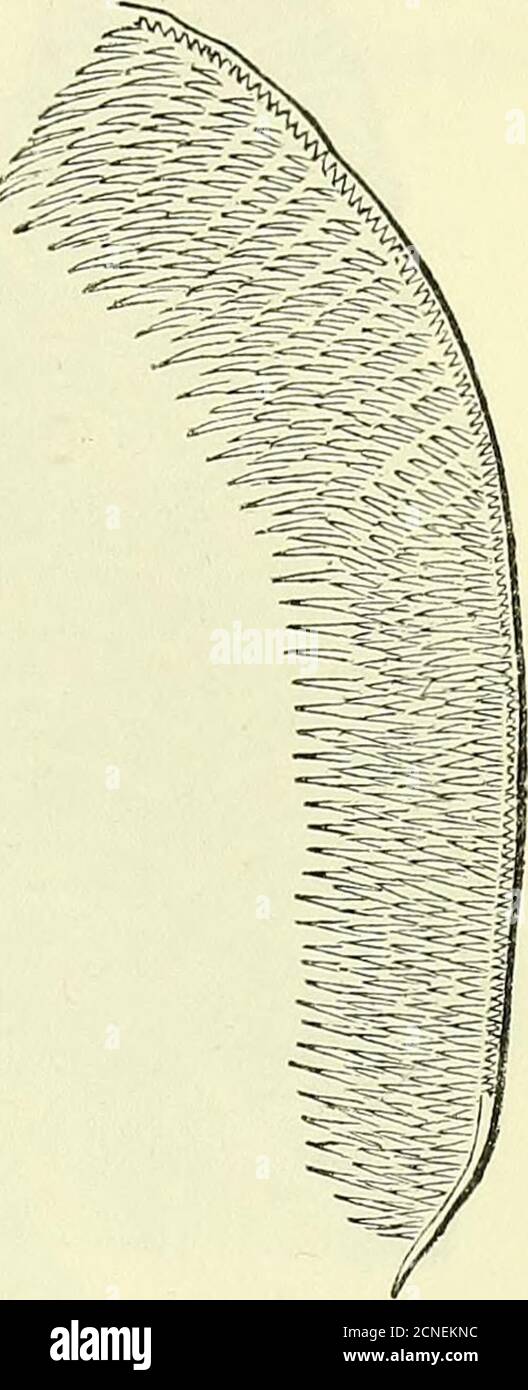 . Sur l'anatomie des vertébrés [ressource électronique] . Poisson-roche (Labrus, fig. 254) ; ou ils peuvent beso petit, ainsi que de nombreux {nie graniformes), pour donner une surface agranlée à la partie de l'embouchure à laquelle ils sont attachés (promacillariesde Cossgphus).1 UNE augmentation progressive de la transversale sur le diamètre vertical peut-être dans les dents molaires des différents poissons, Et parfois dans ceux du sameindividual, comme dans Labrus, jusqu'à ce que la cylindricalforme soit échangée contre celle de la dépresseplaque. De telles plaques dentaires {dentes lamelli-formes) peuvent être trouvées, non seulement circulaire, mais ellip Banque D'Images