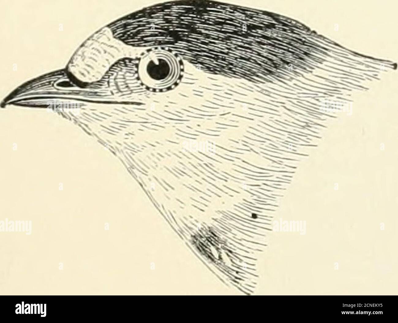 . Les oiseaux de l'Illinois et du Wisconsin . Swallow de l'arbre. Sous les parties entières, blanc; plumage supérieur, metalUc bleu d'acier; les jeunes oiseaux ont le plumage supérieur gris brunâtre, mais le plumage est blanc pur. Iridoprorne hicolor. Swallow de l'arbre. Swallow à ventre blanc. Voir N° 285. Haut de la gorge et côtés de la tête, marron châtaignier; ventre, blanchâtre; front, blanchâtre; couronne et dos, bleu acier foncé; dessus de la queue, brun roufeux pâle. Petrochelidon hinifrons.Cliff Swallow. Voir N° 283. Banque D'Images