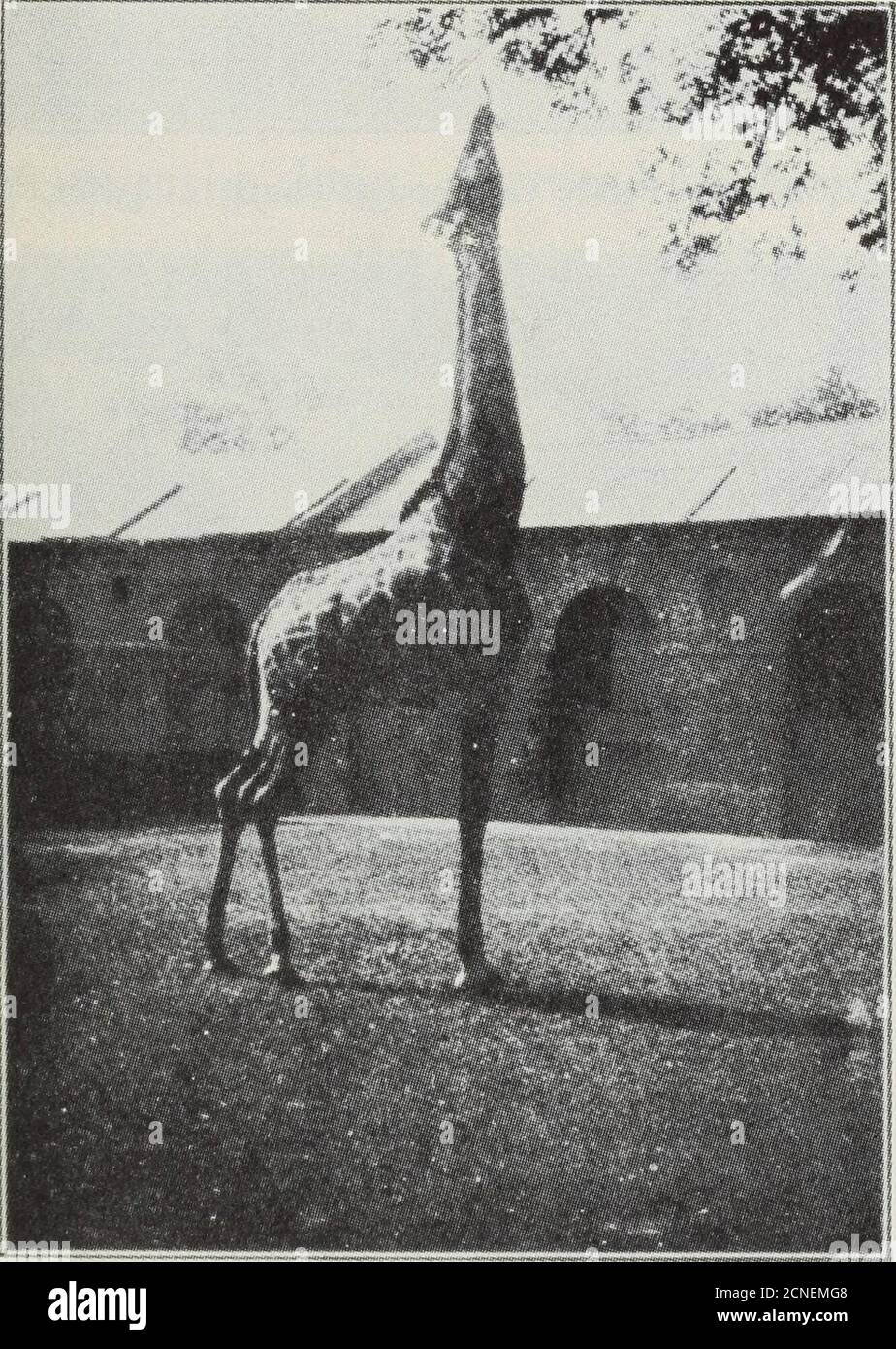 . L'oiseau, sa forme et sa fonction . Figure 51.—Bruant à gorge blanche, trois pouces de hauteur, avec quatorze vertèbres cervicales.(comparer avec la Fig. 52.) corps-châssis rigide. Chez les reptiles et dans les embryons d'oiseaux seulement deux vertèbres pelviennes sont fusionnées, butin oiseaux adultes beaucoup de vertèbres dorsales et caudales? (comme le manyas 23 dans certains cas) sont fusionnés en un seul os. La vertèbre supérieure du dos portant la nervure ? Sont partiellement fusedungether, et en dessous d'eux ceux du bas dos havémergea jusqu'à ce qu'il soit difficile de réaliser que cette partie du cadre de l'oiseau 75 le squelette n'était pas à l'origine un os. P Banque D'Images
