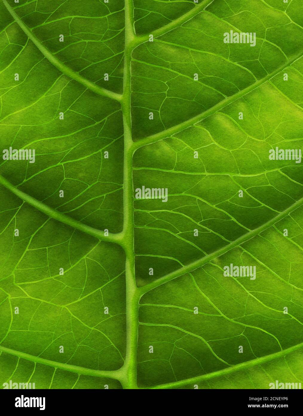 Green leaf close-up Banque D'Images